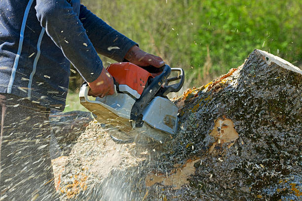 Why Choose Our Tree Removal Services in Naples, UT?