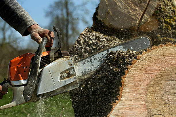 Best Stump Grinding and Removal  in Naples, UT